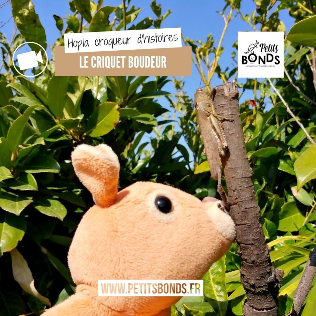 Hopla la marionnette kangourou de Petits bonds et le criquet boudeur